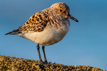 Adorable sanderling wild bird with brown feather standing on rough surface against blue sky background in nature - ADSF48540