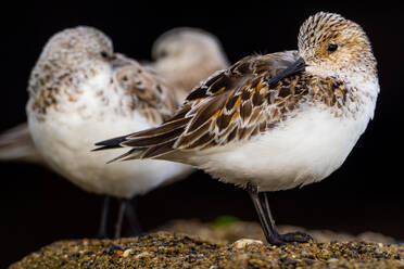 Adorable sanderling wild birds with brown feathers standing on rough surface against black background in nature - ADSF48557