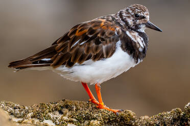 Full body view of small dark brown and white plumage Vuelvepiedras Turnstone little bird sitting on rough stony ground over blurred background - ADSF48558