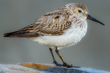 Side view of adorable brown and white correlimos comun dunlin bird with thin beak standing on rough stone in nature on sunny day against blurred background - ADSF48560