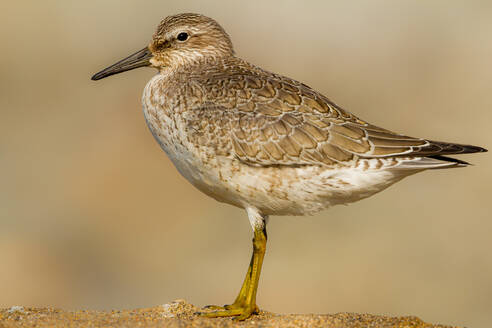 Seitenansicht von adorable roten Knoten Wildvogel mit braunen Federn stehen auf Bodenfläche gegen unscharfen Hintergrund in der Natur - ADSF48563