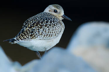 Adorable Pluvialis squatarola bird with patterned plumage and black beak standing in nature against blurred background - ADSF48564