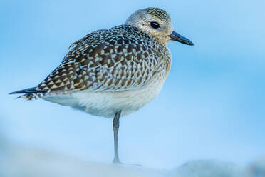 Kleiner weißer Calidris alba Vogel mit braunem Gefieder, der auf einer unscharfen Fläche läuft - ADSF48566