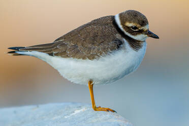 Side view of small Chorlitejo grande common ringed plover bird with black and white fur standing on stony ground against blurred background - ADSF48567