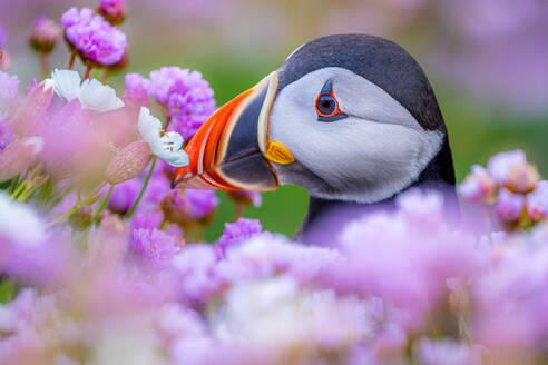 Seitenansicht des atlantischen Papageientauchers inmitten blühender Blumen im Garten bei Tageslicht in Irland - ADSF48570