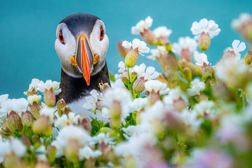 Papageientaucher inmitten blühender Blumen, der in die Kamera schaut, im Garten vor blauem Hintergrund bei Tageslicht in Irland - ADSF48572