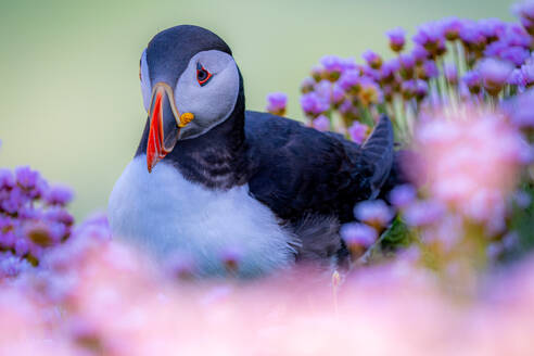 Atlantic puffin amidst blooming flowers in garden at daytime in Ireland - ADSF48576