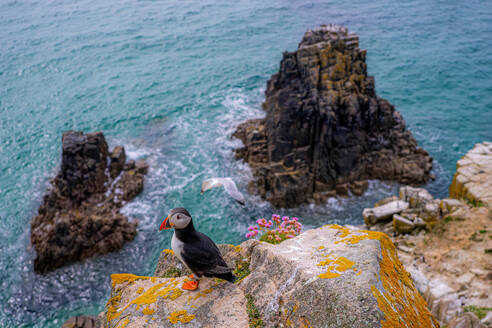 From above wild Atlantic puffin with red beaks and white feather sitting on stone coast near rippling sea in coastal area of Ireland - ADSF48577