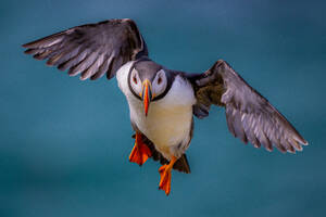 Wild puffin bird spreading wings flying over ocean background - ADSF48578