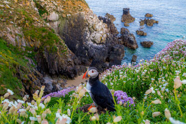 From above wild Atlantic puffin with red beaks and white feather sitting on grassy coast near rippling sea in coastal area of Ireland - ADSF48580