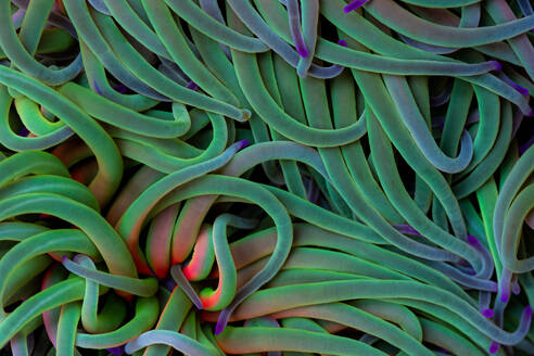 Full frame background of sea anemone with green and blue tentacles in deep sea - ADSF48589