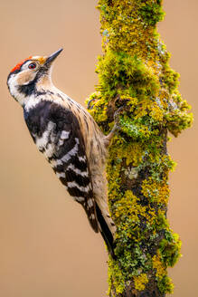 Side view of little wild spotted woodpecker pecking mossy tree trunk on pale background of nature - ADSF48597