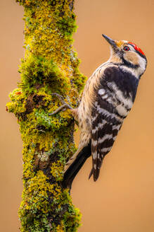 Side view of little wild spotted woodpecker pecking mossy tree trunk on pale background of nature - ADSF48598