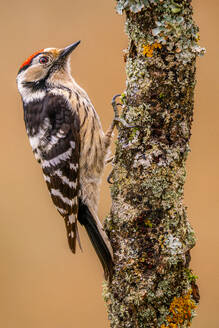 Side view of little wild spotted woodpecker pecking mossy tree trunk on pale background of nature - ADSF48600