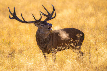 Rotwild mit geöffnetem Maul im verschwommenen Richmond Park London stehend und wegschauend - ADSF48605