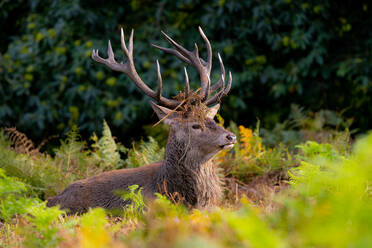 Side view of red deer standing with flowers on antlers in blurred Richmond Park London while looking away - ADSF48608