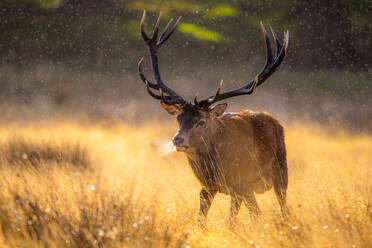 Rotwild stehend im verschwommenen Richmond Park London beim Wegschauen in regnerischem Tag - ADSF48613