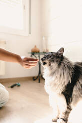 Crop anonymous person feeding domestic cat of the Maine Coon breed at home - ADSF48625