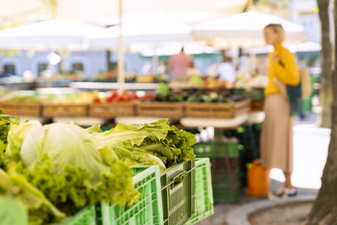 Kisten mit frischem Salat auf dem Bauernmarkt - NDEF01293