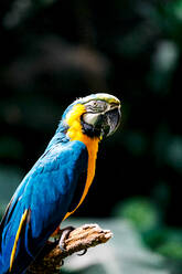 Side view of colorful yellow and blue feather parrot sitting on dry tree branch in green tropical forest with blurred background on sunny day - ADSF48812