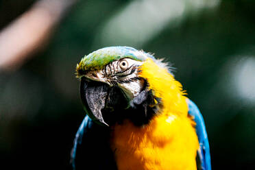 Portrait of colorful parrot looking at camera while sitting on tree branch in forest against blurred background - ADSF48815