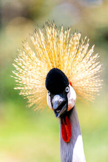 Portrait of graceful crane with white long neck and red wattle with black beak and crown standing on blurred nature background and looking at camera - ADSF48818