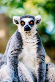 Cute lemur resting and sitting on rocky ground in garden park with green leaves background while looking at camera on sunny day - ADSF48819