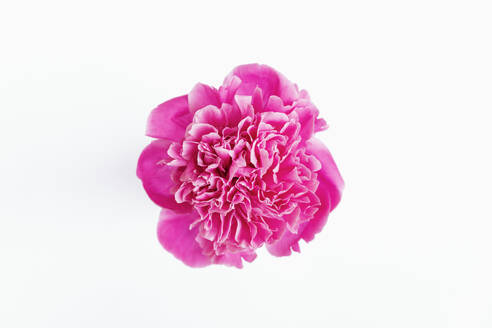 Head of pink blooming peony against white background - GWF07929