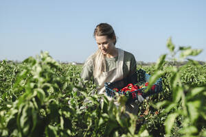 Smiling farmer harvesting red bell peppers on sunny day - ALKF00725