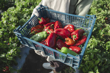 Hände eines Landwirts, der eine Kiste mit Paprika an einem sonnigen Tag hält - ALKF00726