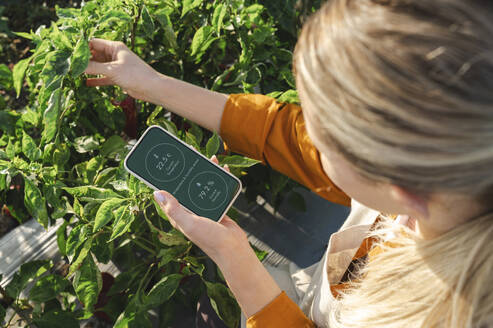 Farmer measuring humidity through smart phone at field - ALKF00740