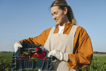 Happy farmer looking at crate of red bell peppers on sunny day - ALKF00749