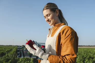 Happy farmer examining red bell peppers on sunny day - ALKF00753