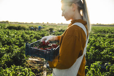 Farmer with red bell peppers standing near plants on sunny day - ALKF00755