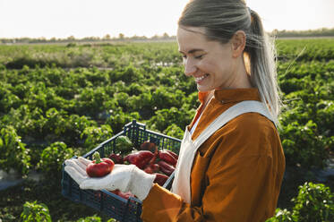 Happy farmer with fresh red bell peppers standing at field - ALKF00756