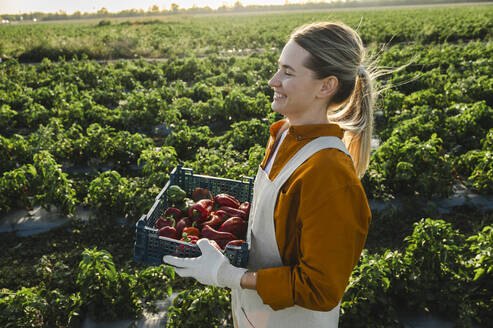 Happy farmer holding crate of red bell peppers on sunny day - ALKF00758
