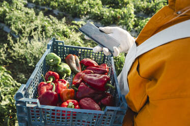 Landwirt mit Smartphone und Kiste mit Paprika auf dem Feld - ALKF00761