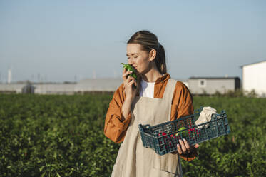Glücklicher Bauer riecht an Paprika auf einem Feld an einem sonnigen Tag - ALKF00770