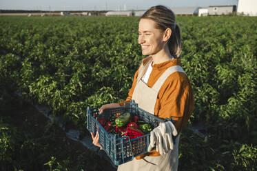 Happy farmer standing with crate of bell peppers in field at sunset - ALKF00771