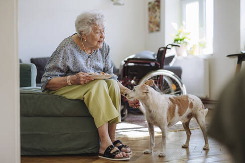 Smiling senior woman holding plate of food and stroking dog at home - HAPF03297