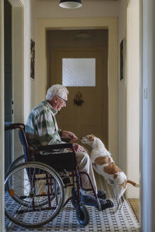 Senior man sitting in wheelchair with playful dog at home - HAPF03318