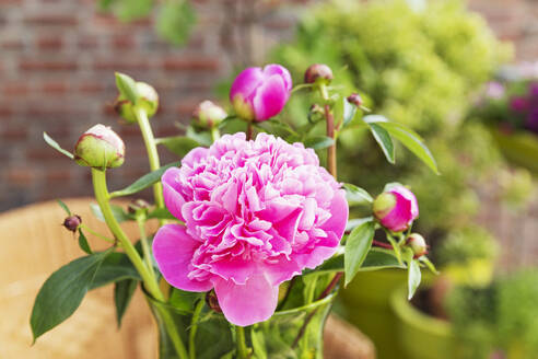 Pink budding and blooming peonies - GWF07935