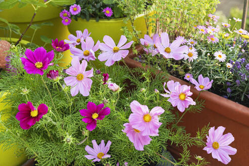 Rosa Topfblumen blühen im Sommer - GWF07938