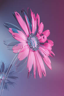 3D render of pink glass flower - GCAF00470