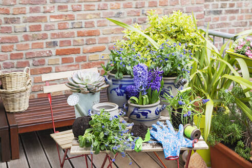 Frühlingsblumen im Balkongarten angebaut - GWF07941