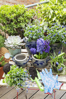 Planting of various springtime flowers in balcony garden - GWF07942