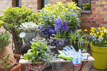 Planting of various springtime flowers in balcony garden - GWF07943