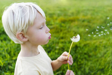 Blond boy blowing dandelion flower in field - NJAF00602