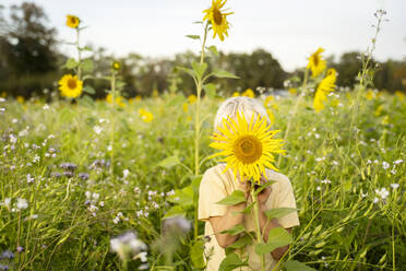 Junge versteckt Gesicht mit Sonnenblume im Feld - NJAF00603