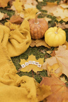 Kürbisse in der Nähe Schal mit Holz Herbst Buchstaben auf Ahornblatt im Park - ONAF00675